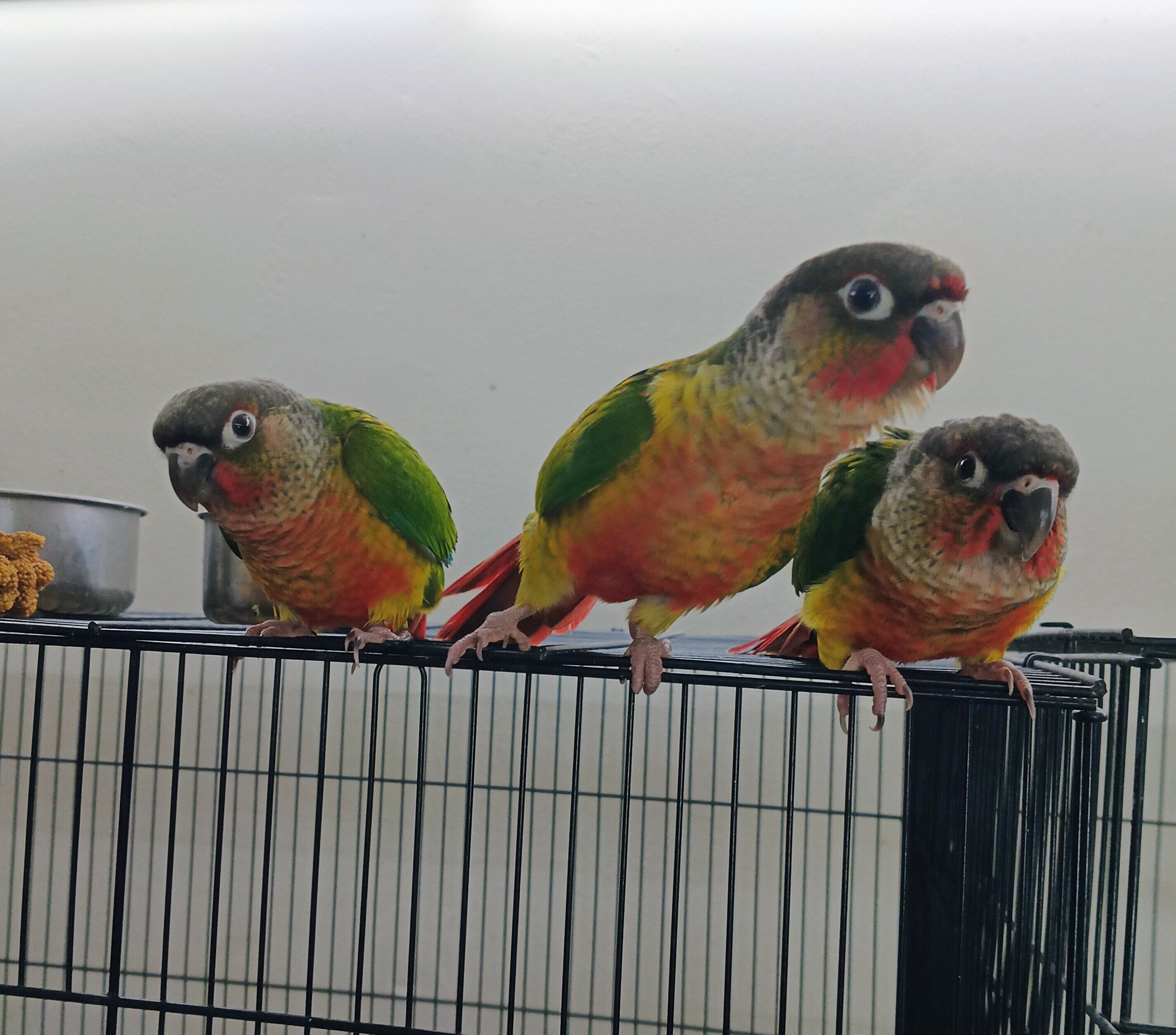 Baby Green Cheek Conures image 2