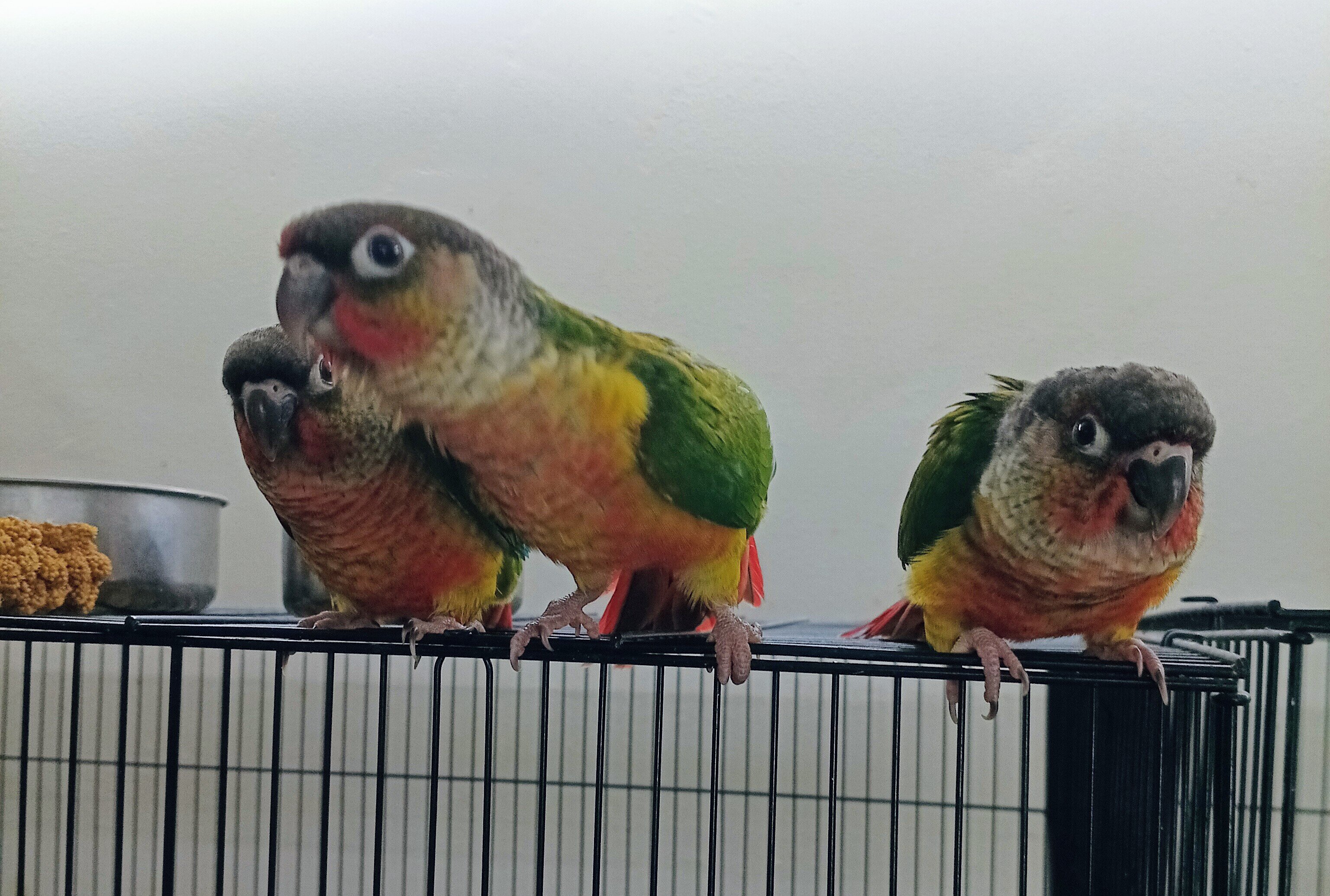 Baby Green Cheek Conures image 1