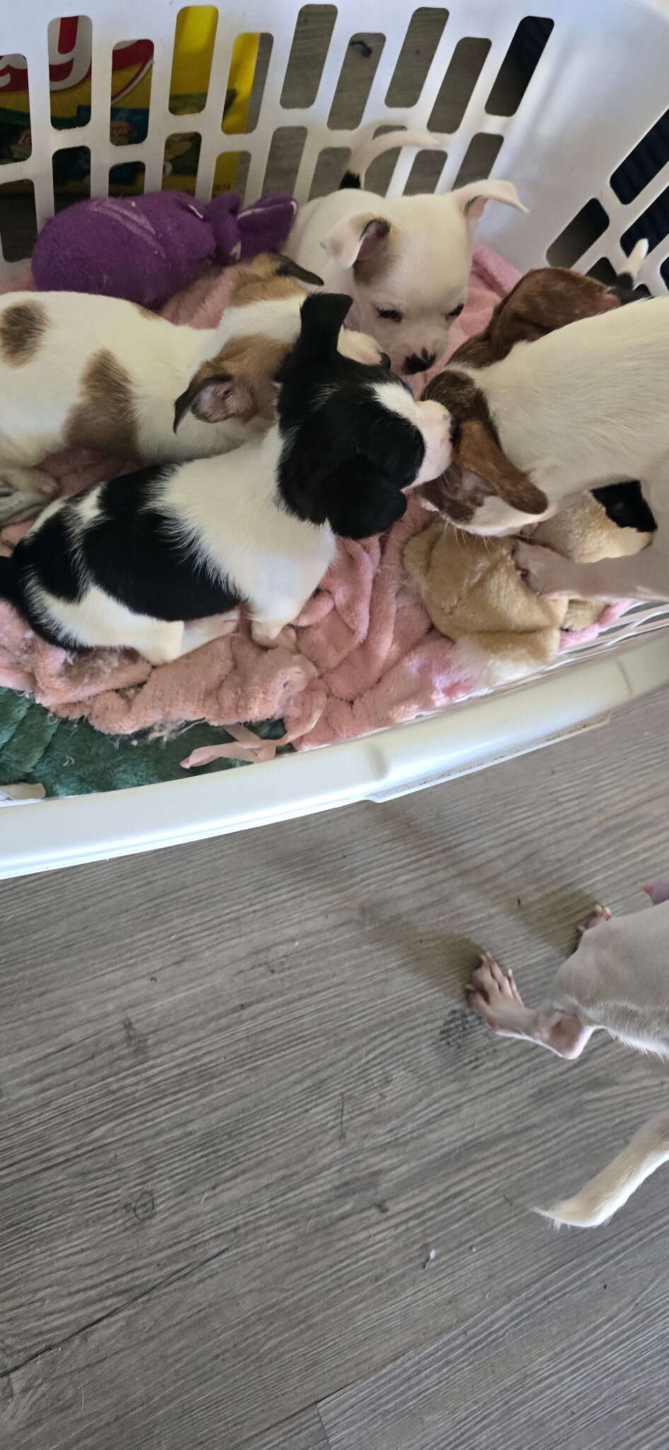 Chihuahua puppies image 3