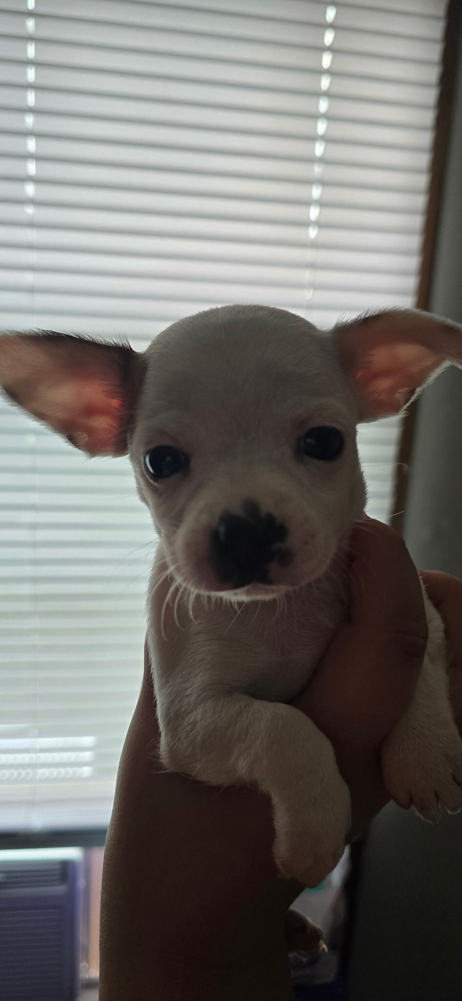 Chihuahua puppies image 1