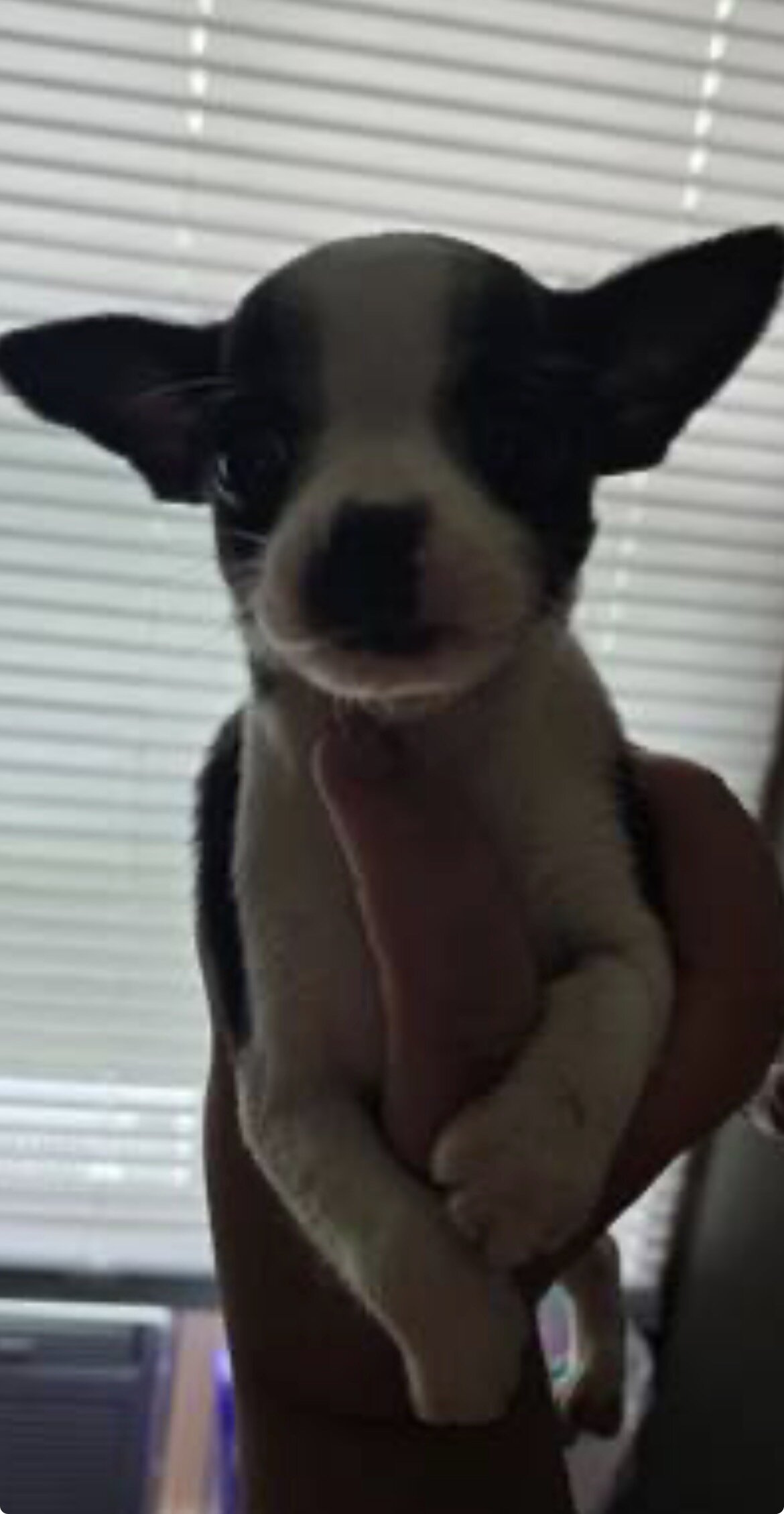 Chihuahua puppies image 2