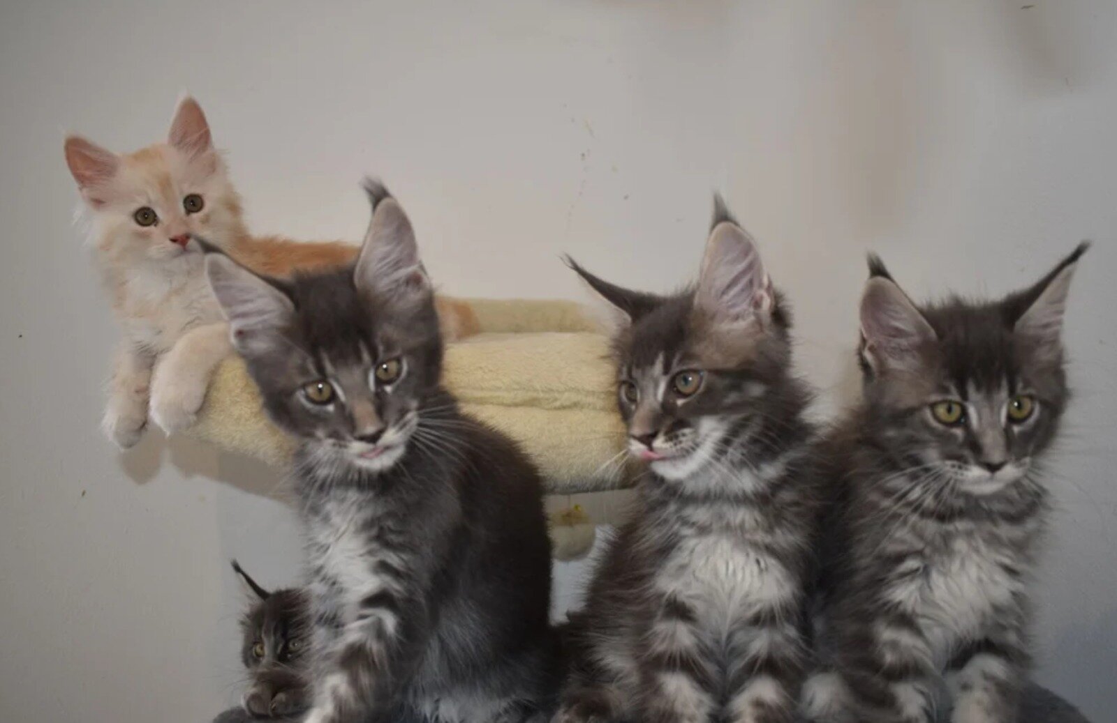 Gorgeous Maine coon Kittens image 7