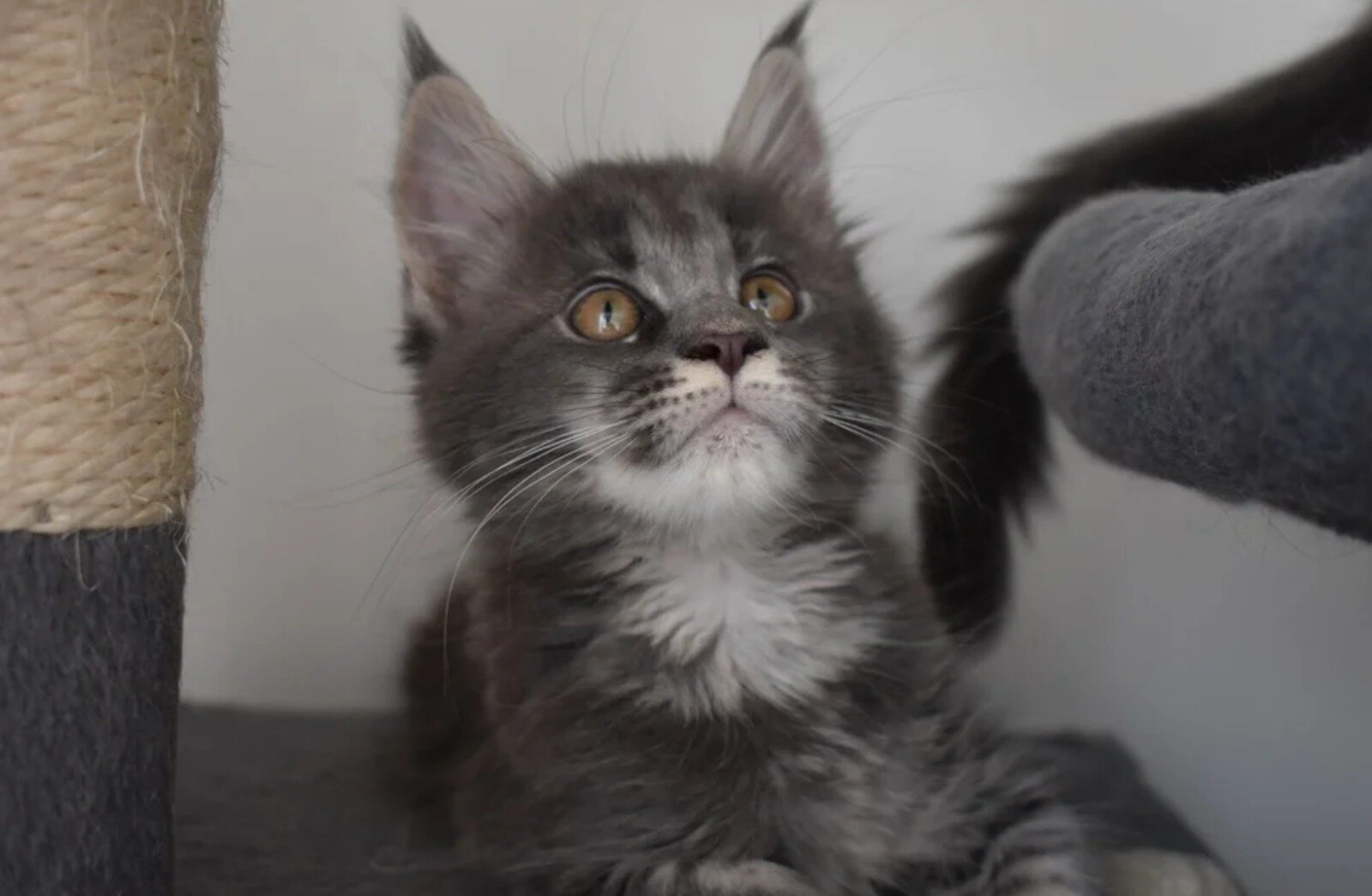 Gorgeous Maine coon Kittens image 1