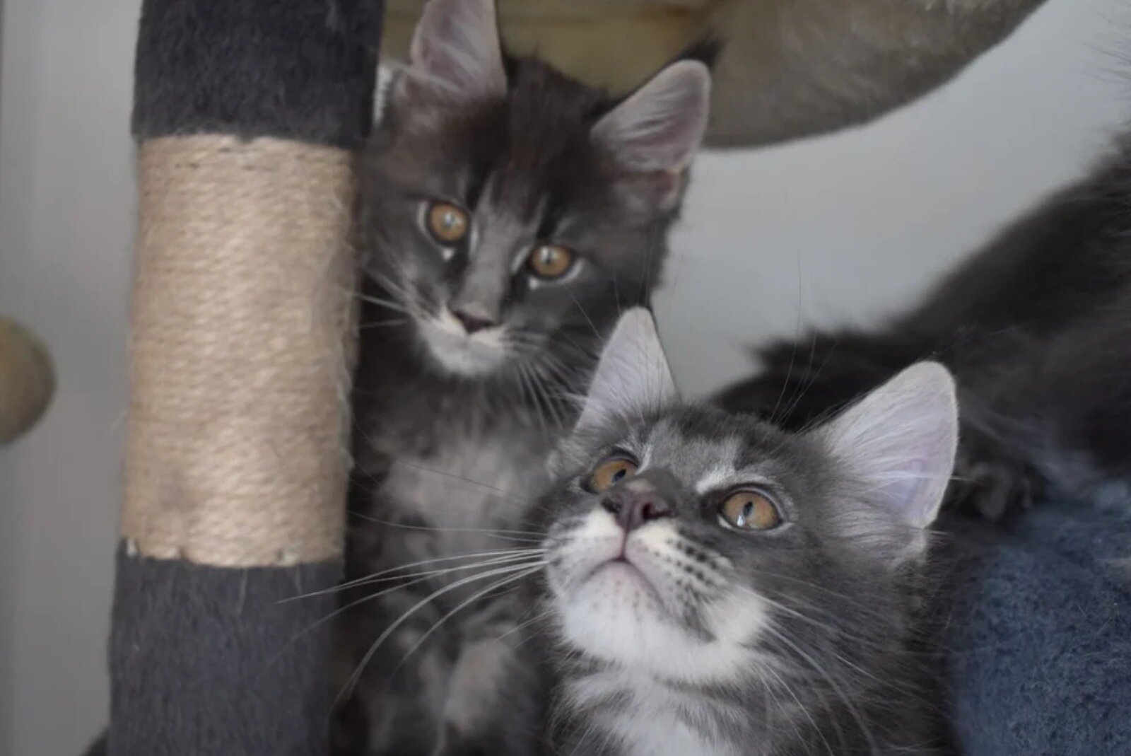 Gorgeous Maine coon Kittens image 2