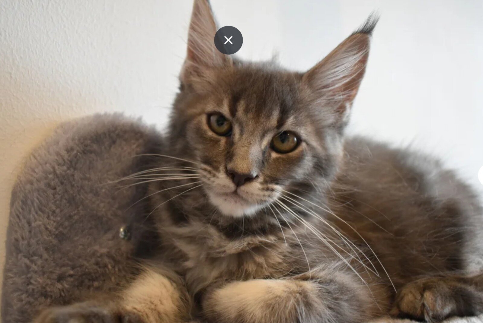 Gorgeous Maine coon Kittens image 3