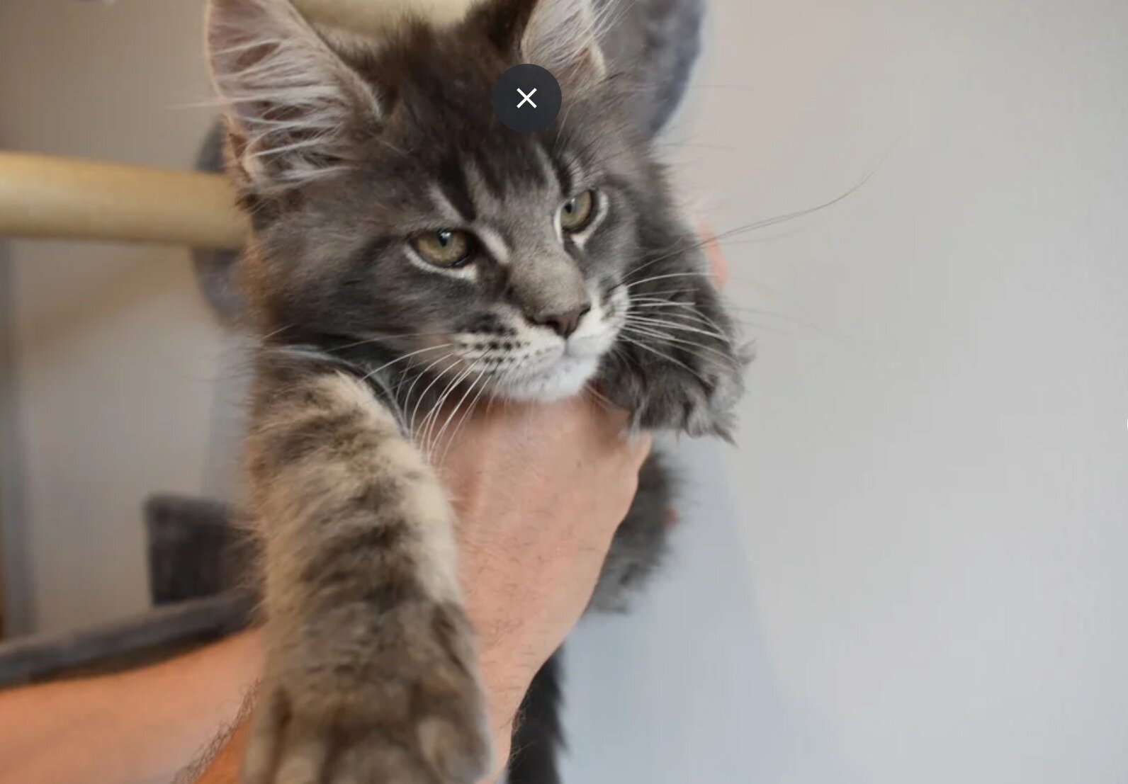 Gorgeous Maine coon Kittens image 4