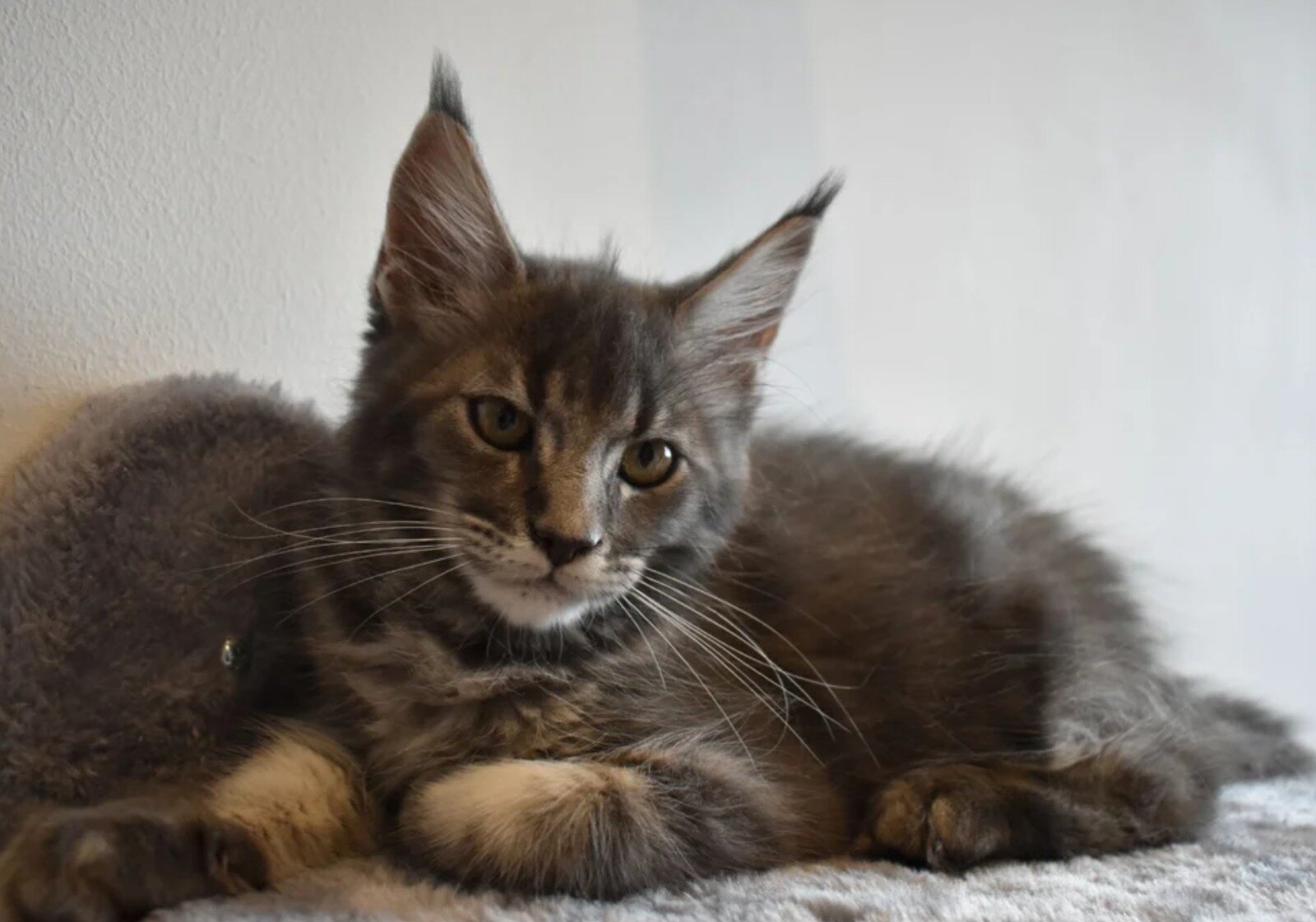 Gorgeous Maine coon Kittens image 5