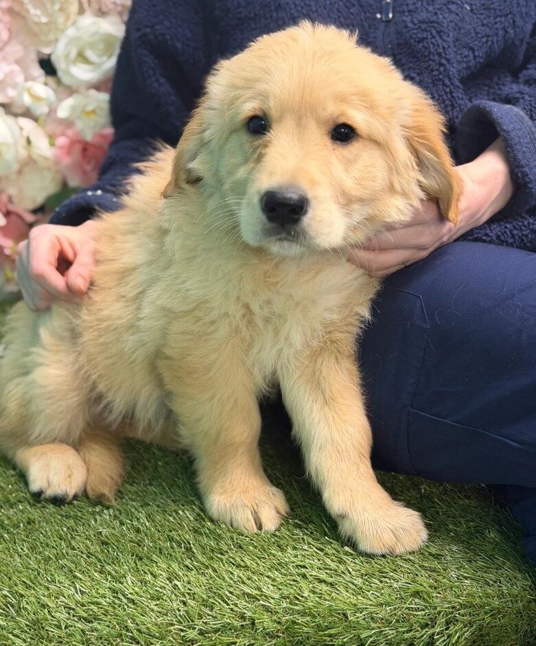Gorgeous Golden retriever puppies image 4