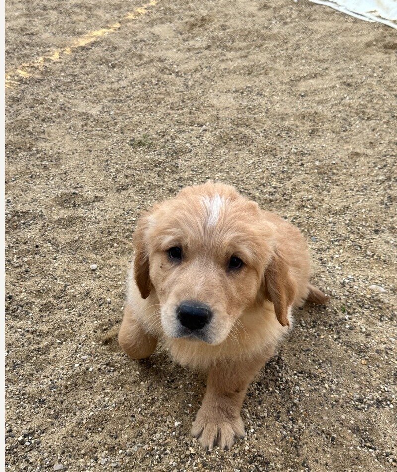 Gorgeous Golden retriever puppies image 8