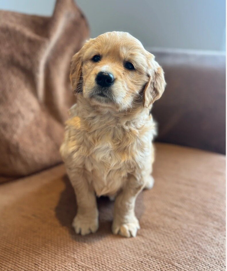 Gorgeous Golden retriever puppies image 10