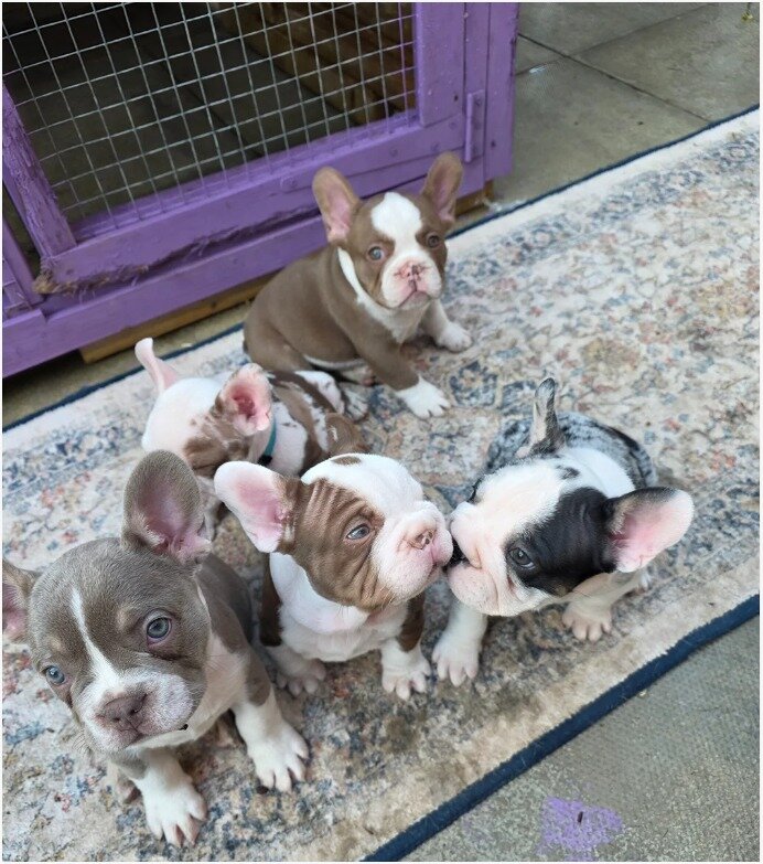 Adorable French Bulldog Puppies Looking for Loving image 1