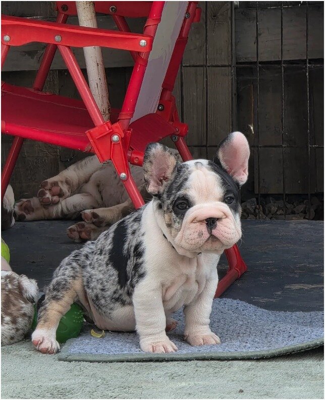 Adorable French Bulldog Puppies Looking for Loving image 2