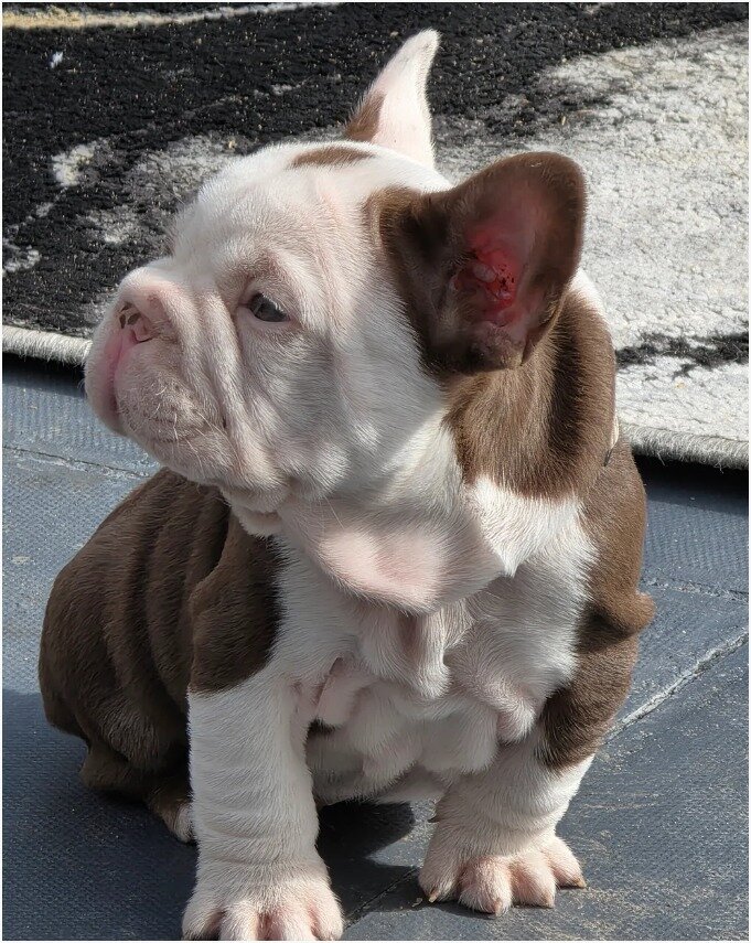 Adorable French Bulldog Puppies Looking for Loving image 3