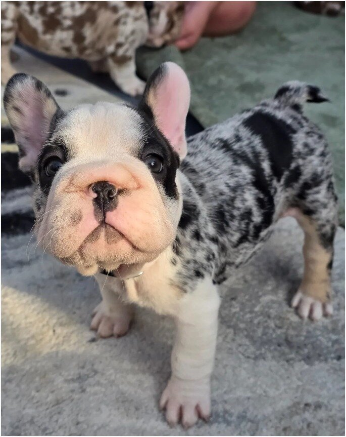 Adorable French Bulldog Puppies Looking for Loving image 6