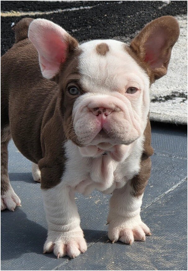 Adorable French Bulldog Puppies Looking for Loving image 5