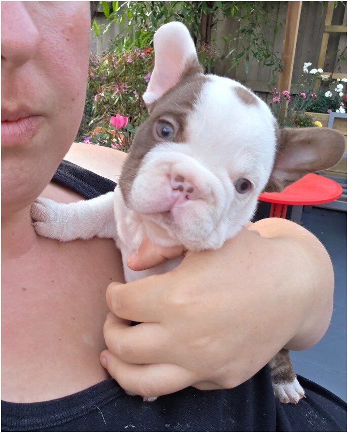 Adorable French Bulldog Puppies Looking for Loving image 4