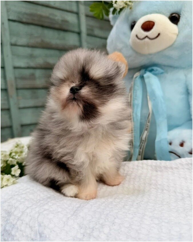 Gorgeous Pomeranian Puppies image 1