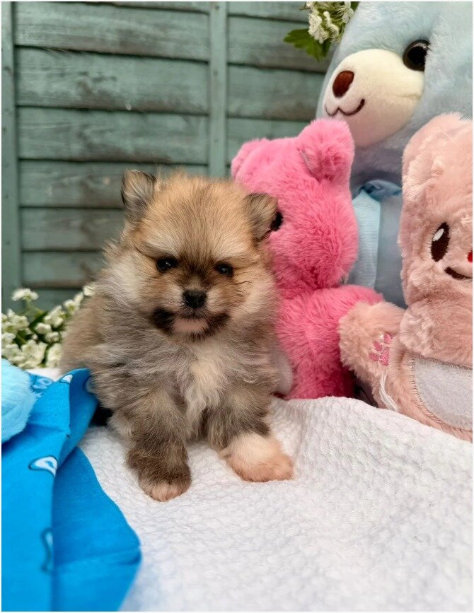 Gorgeous Pomeranian Puppies image 3