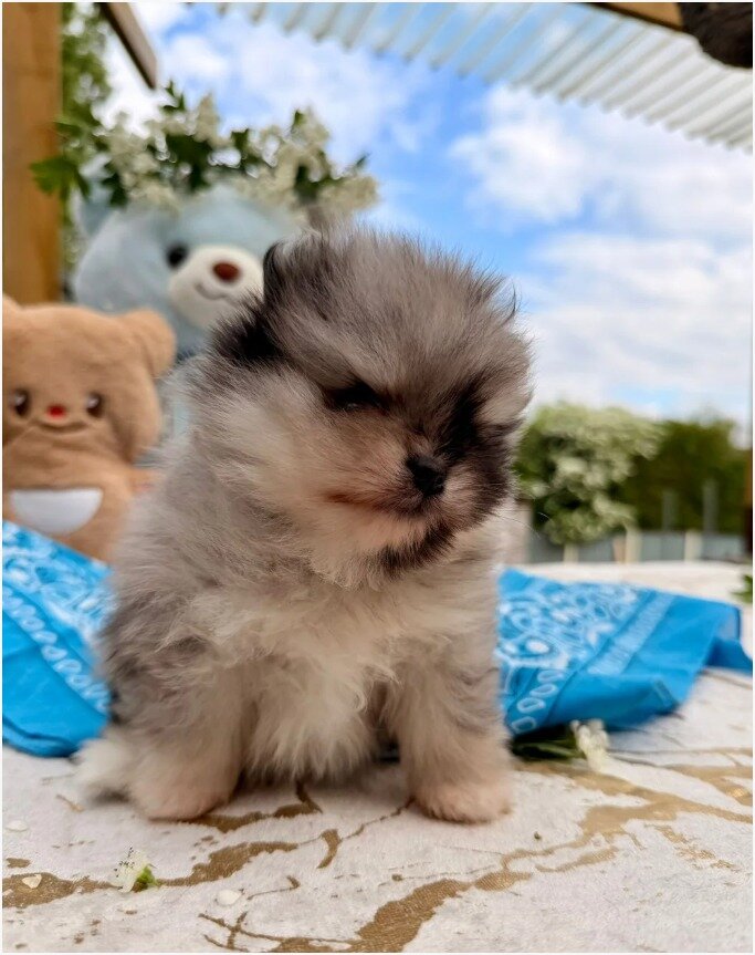 Gorgeous Pomeranian Puppies image 2