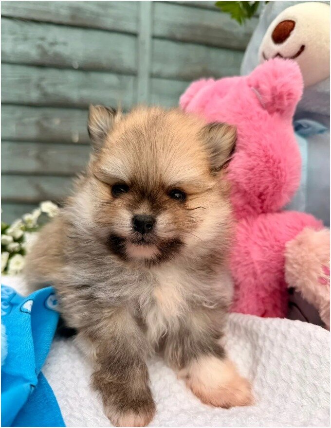 Gorgeous Pomeranian Puppies image 4