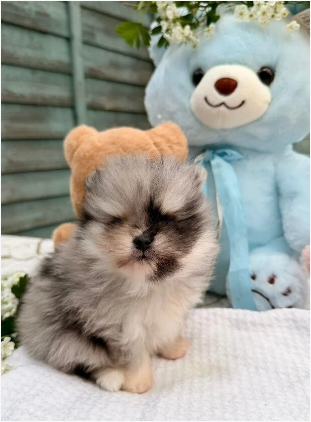 Gorgeous Pomeranian Puppies image 5