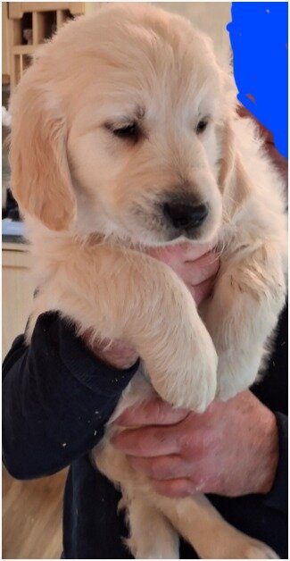 Adorable Golden Retriever Puppies Looking for Lovi image 6