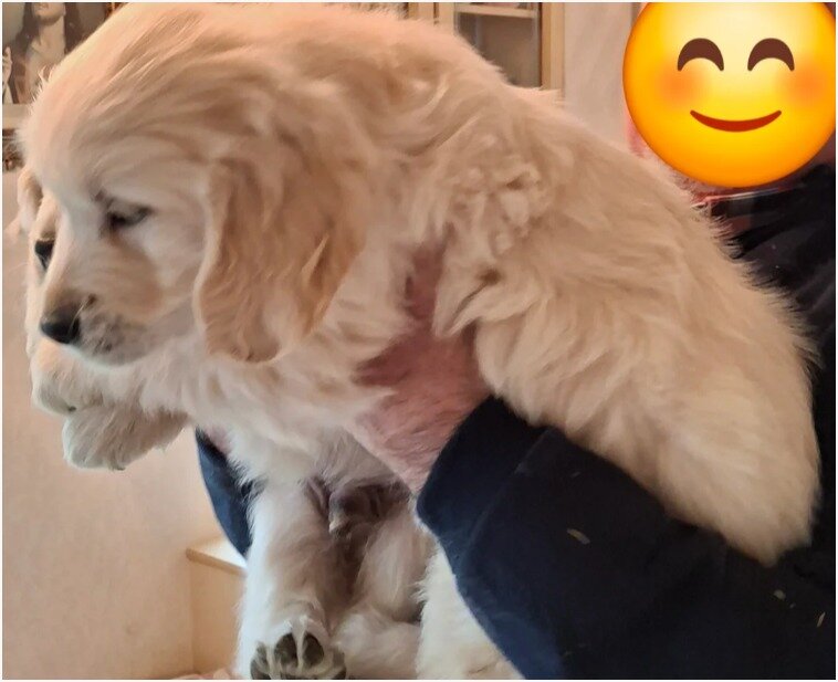 Adorable Golden Retriever Puppies Looking for Lovi image 5