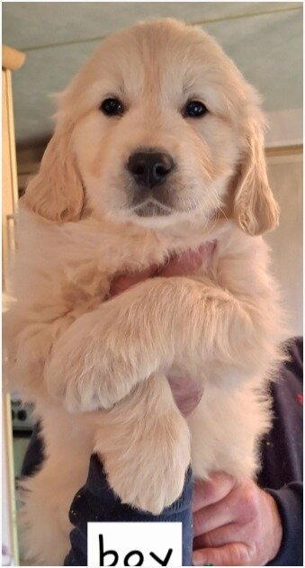 Adorable Golden Retriever Puppies Looking for Lovi image 2