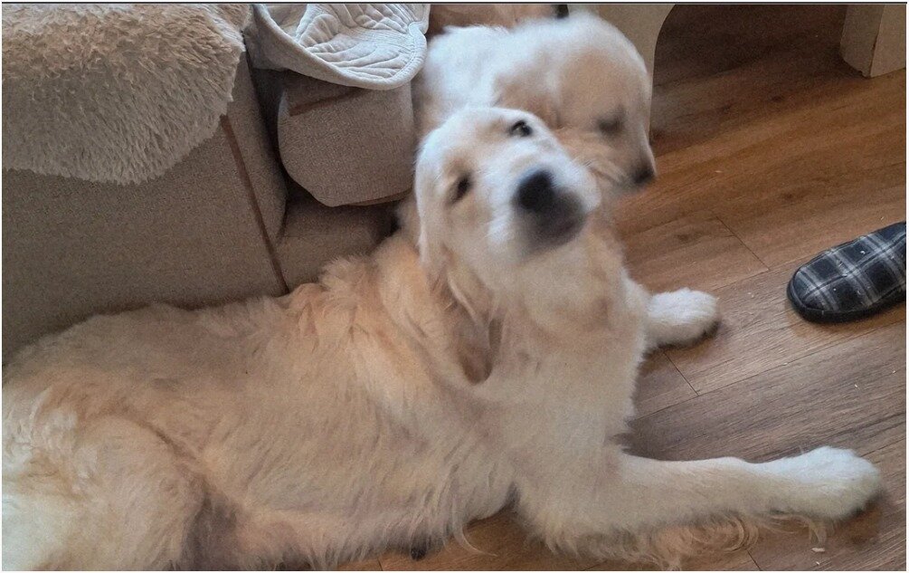 Adorable Golden Retriever Puppies Looking for Lovi image 1