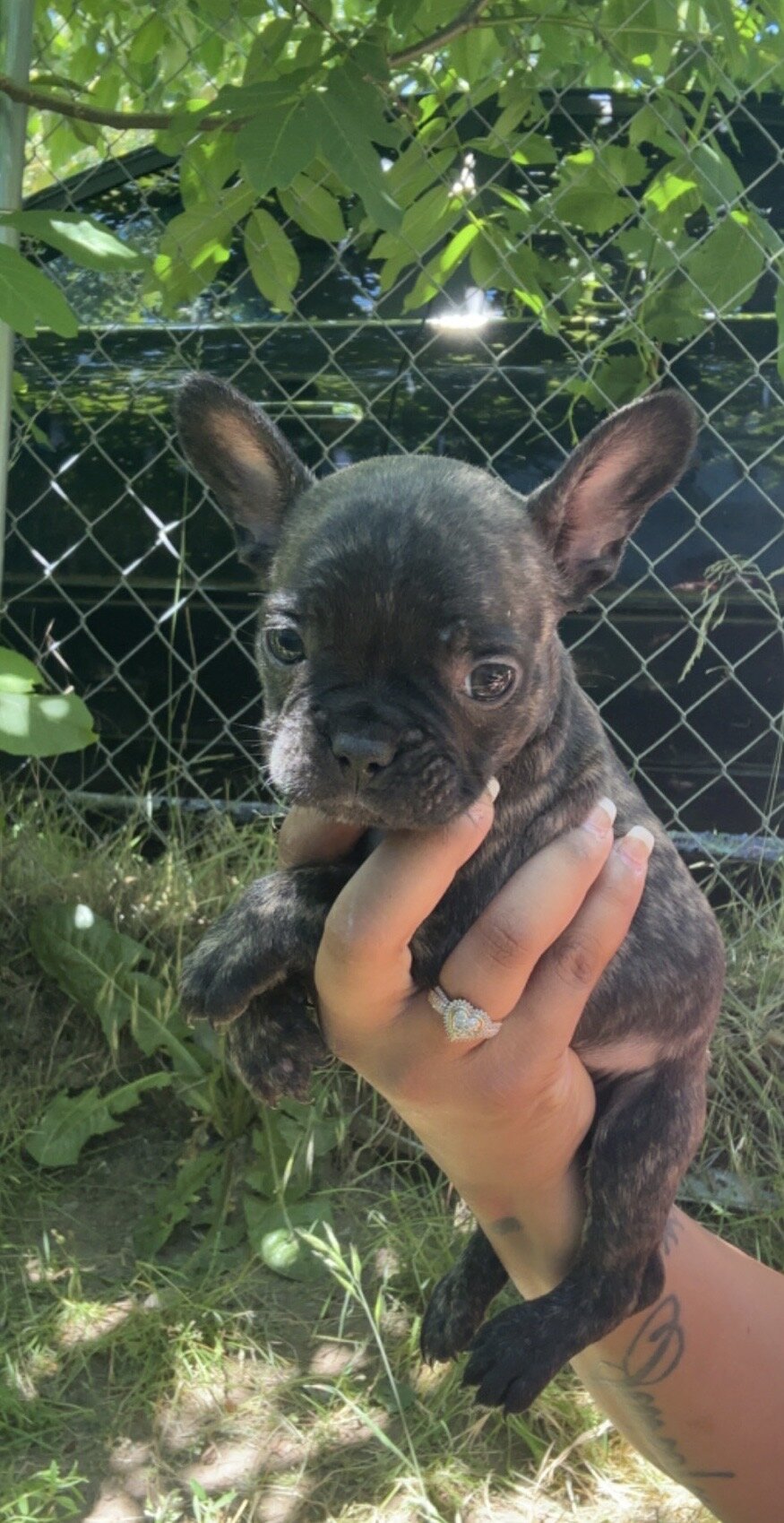 French bulldog image 6