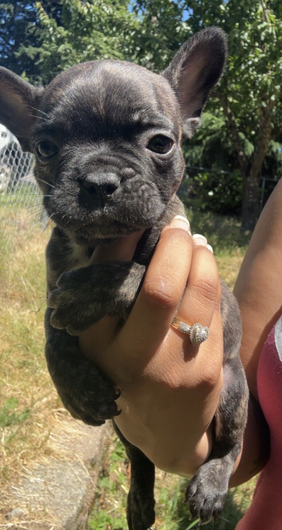 French bulldog image 5