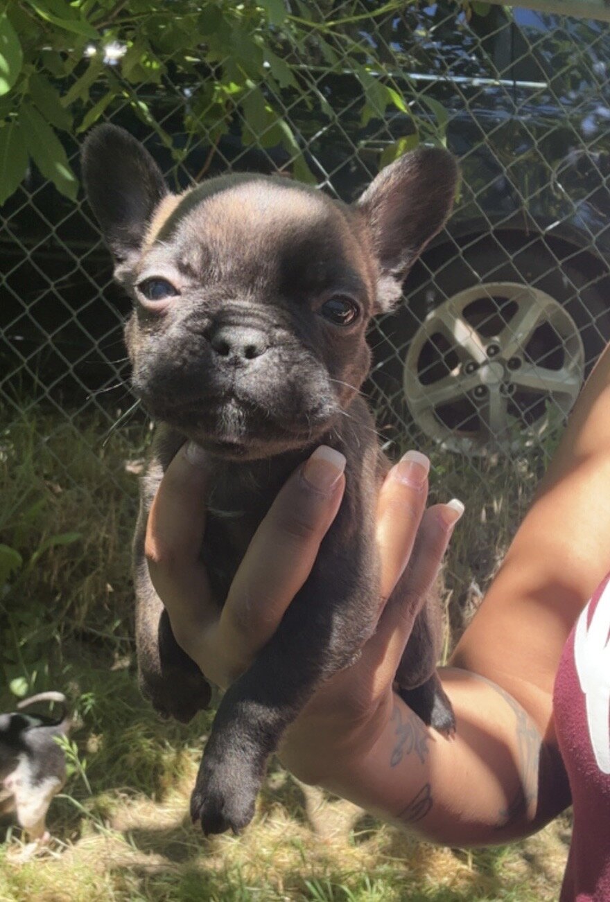 French bulldog image 7