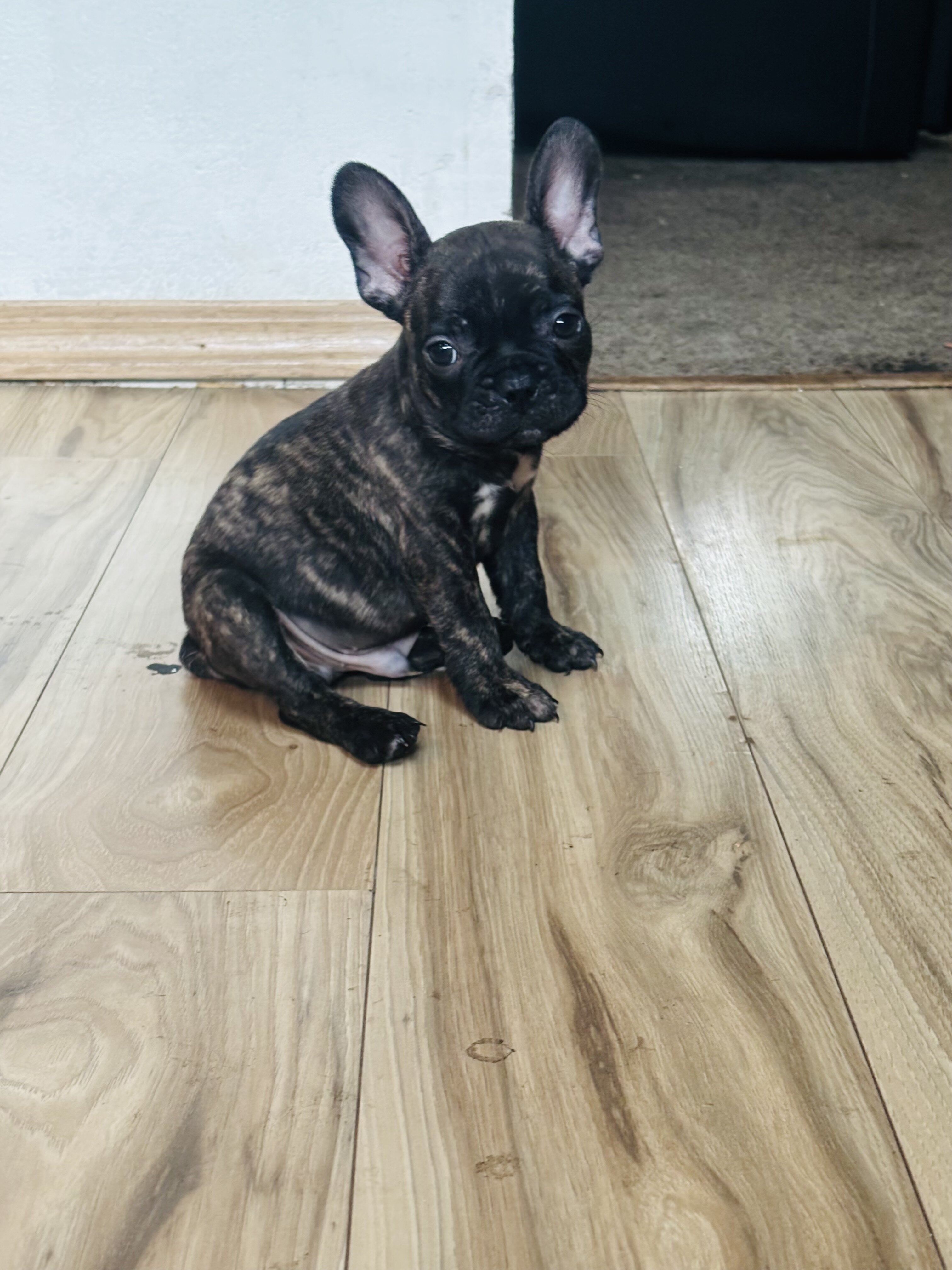 French bulldog image 4