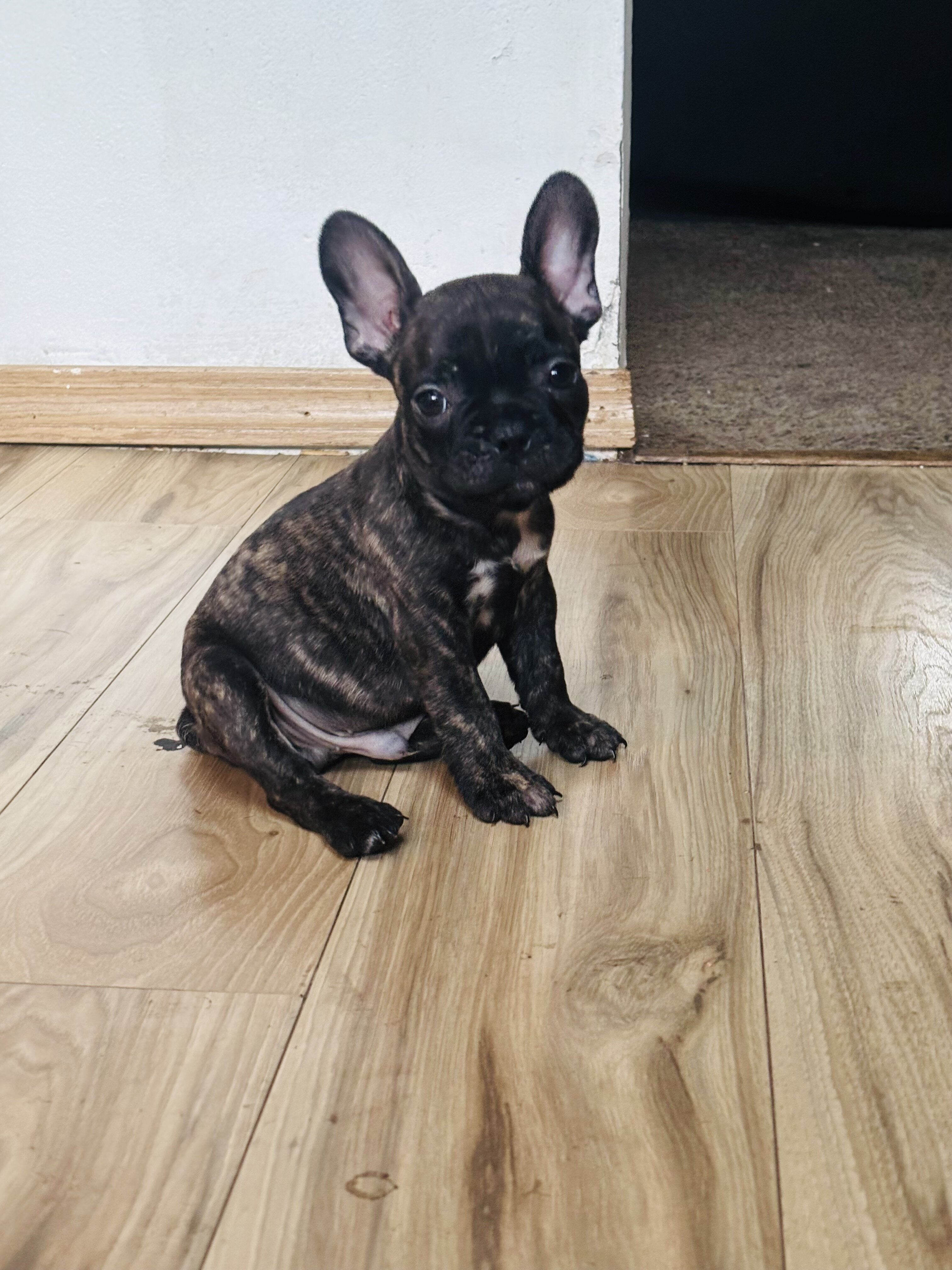 French bulldog image 1
