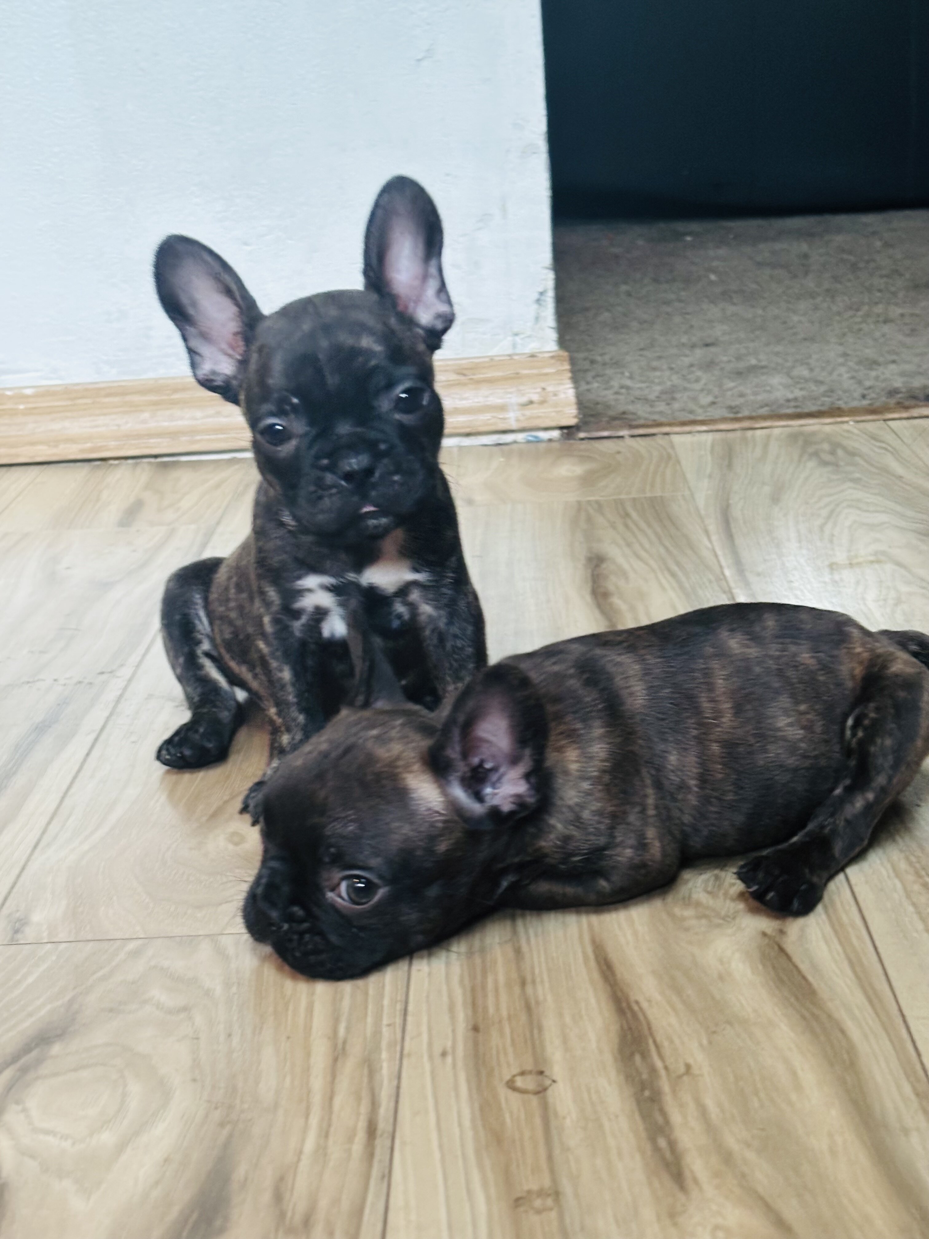 French bulldog image 3