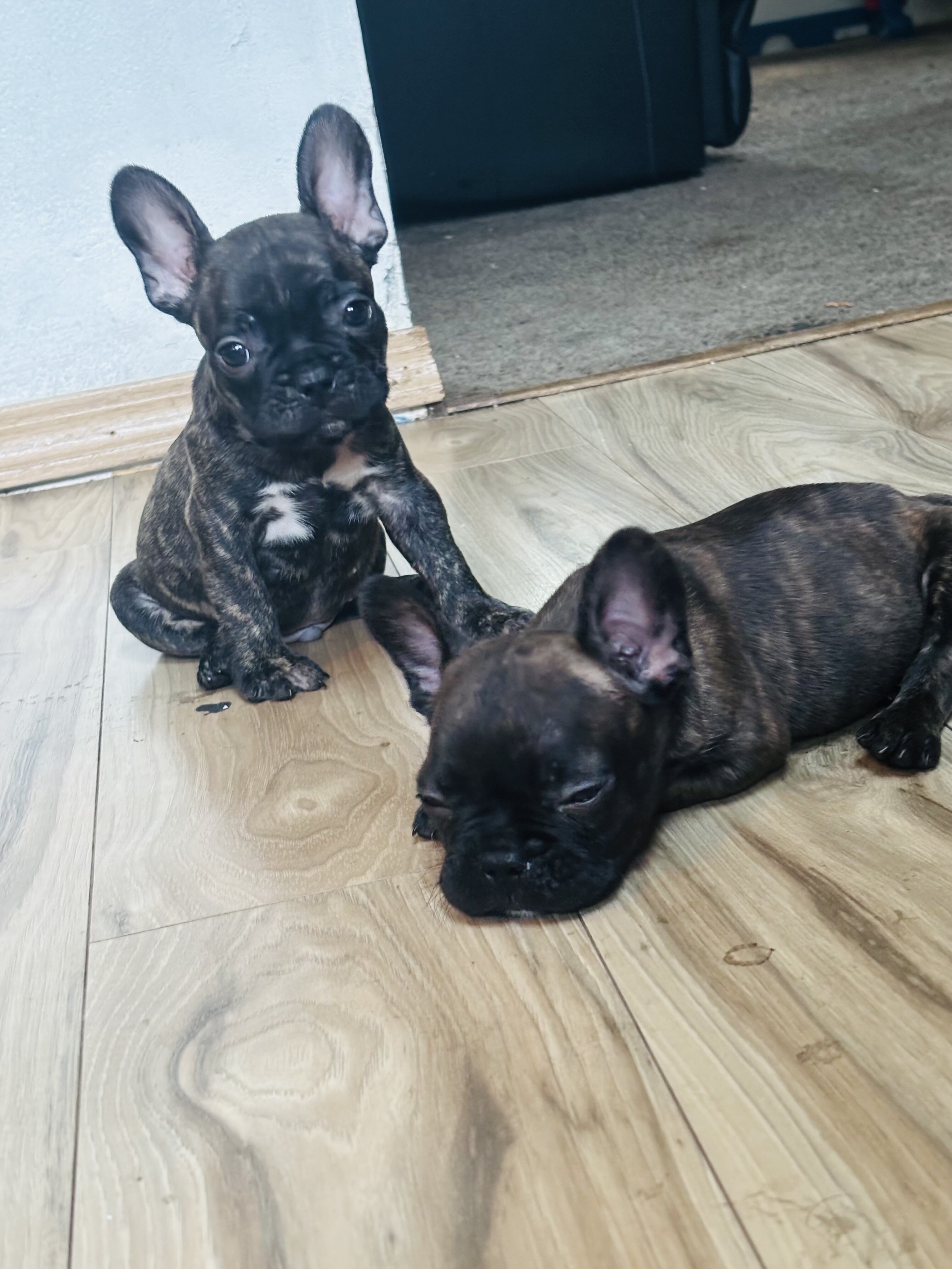 French bulldog image 2