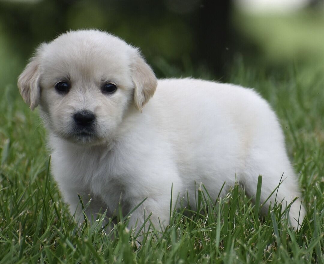 AKC Light Golden Retriever Female Puppy - Dantas image 1