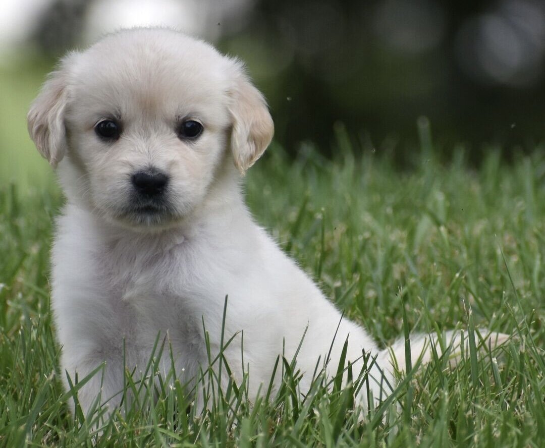 AKC Light Golden Retriever Female Puppy - Dantas image 4