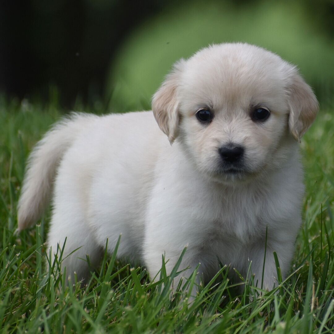 AKC Light Golden Retriever Female Puppy - Dantas image 3