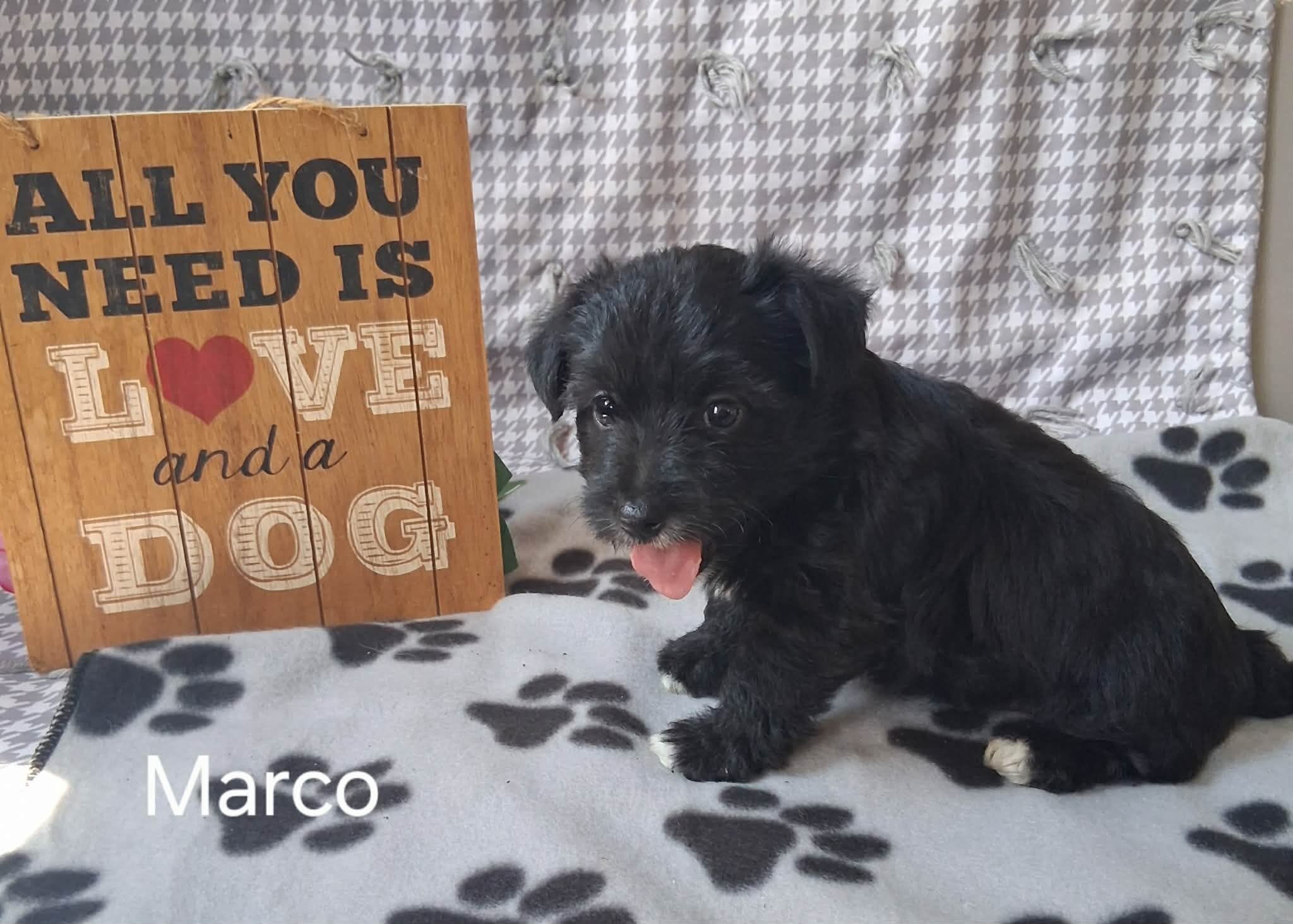 Marco the Yorkichon image 2