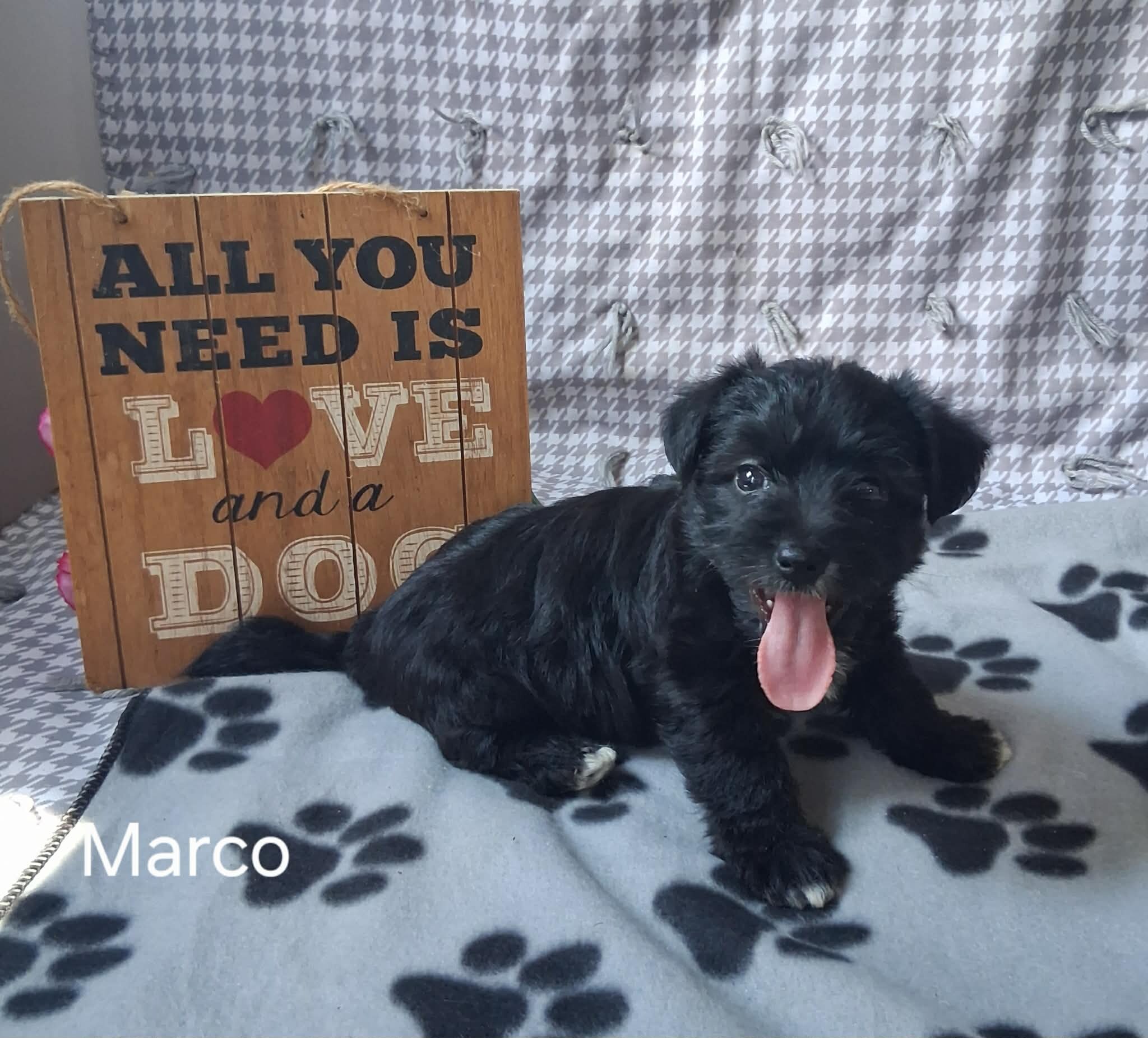 Marco the Yorkichon image 1