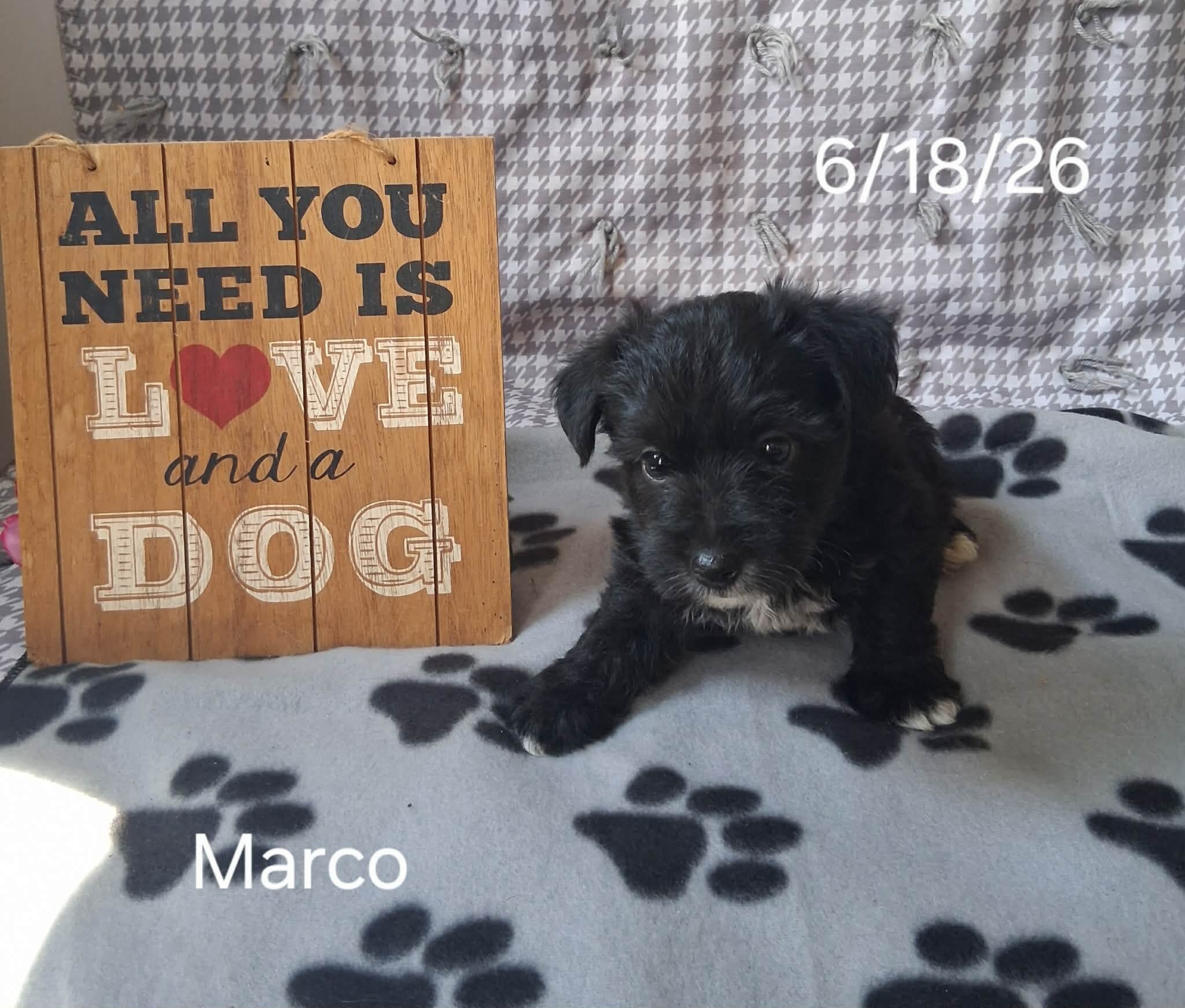 Marco the Yorkichon image 3