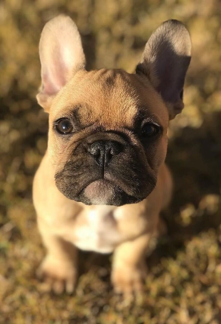 Dogs image 1