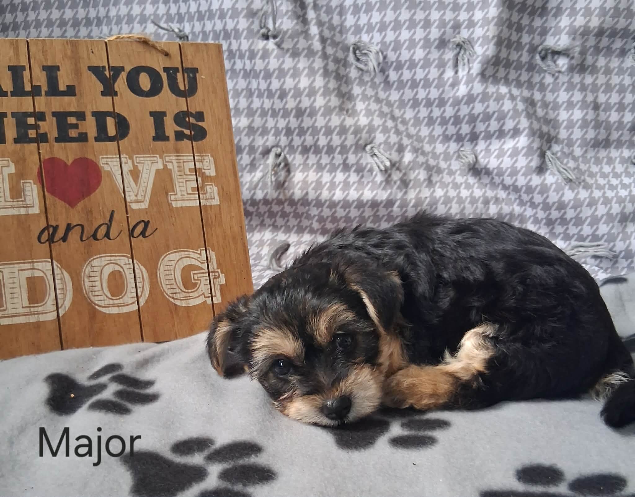 Major the Yorkichon image 1