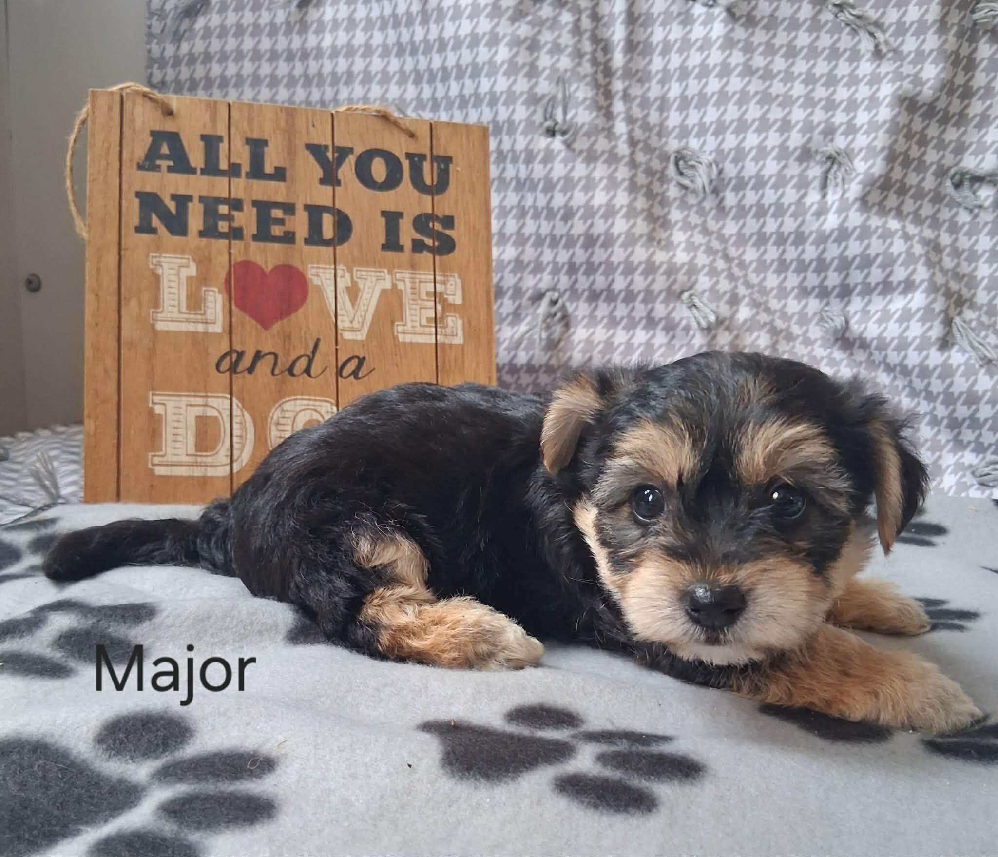 Major the Yorkichon image 2