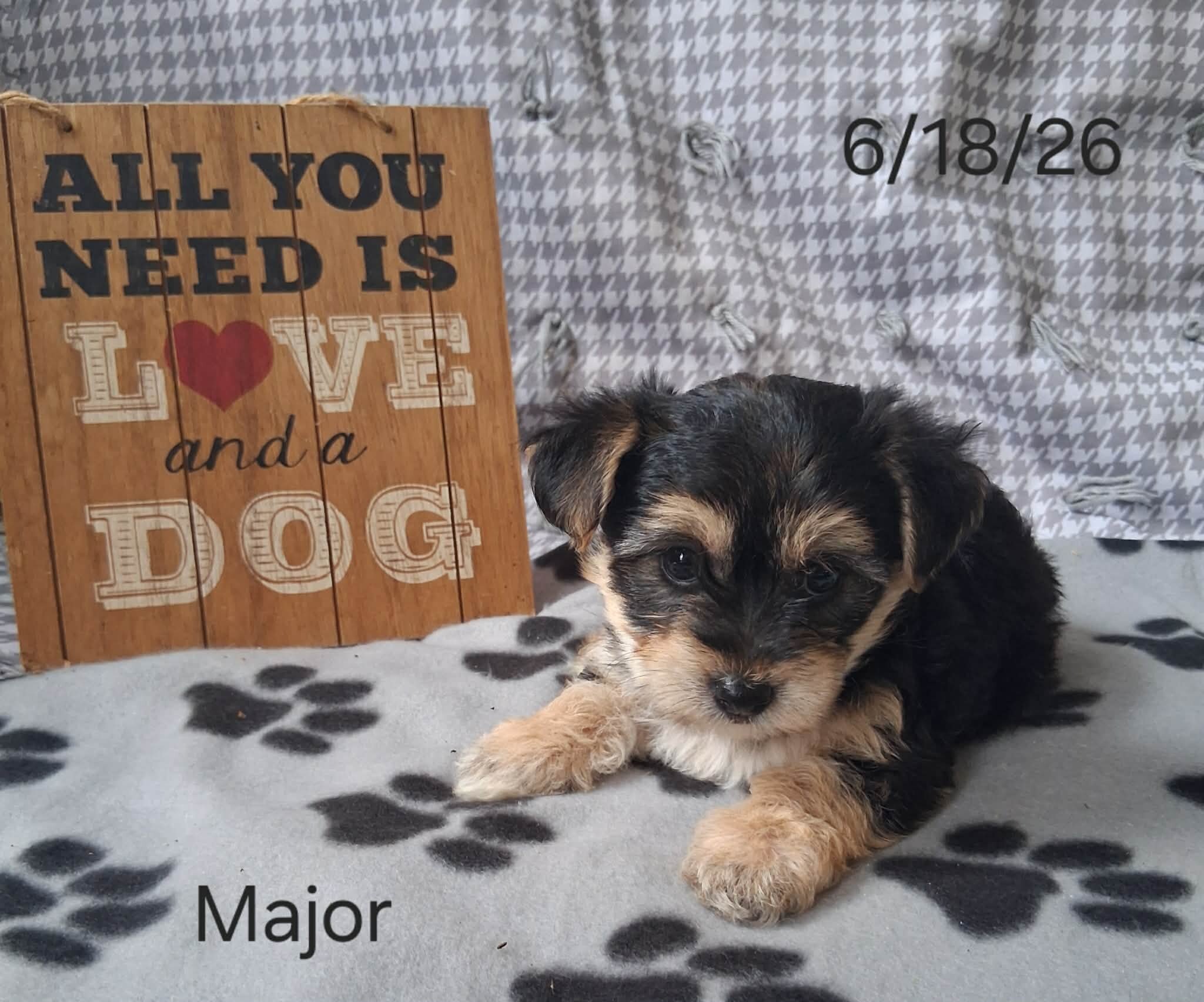 Major the Yorkichon image 3