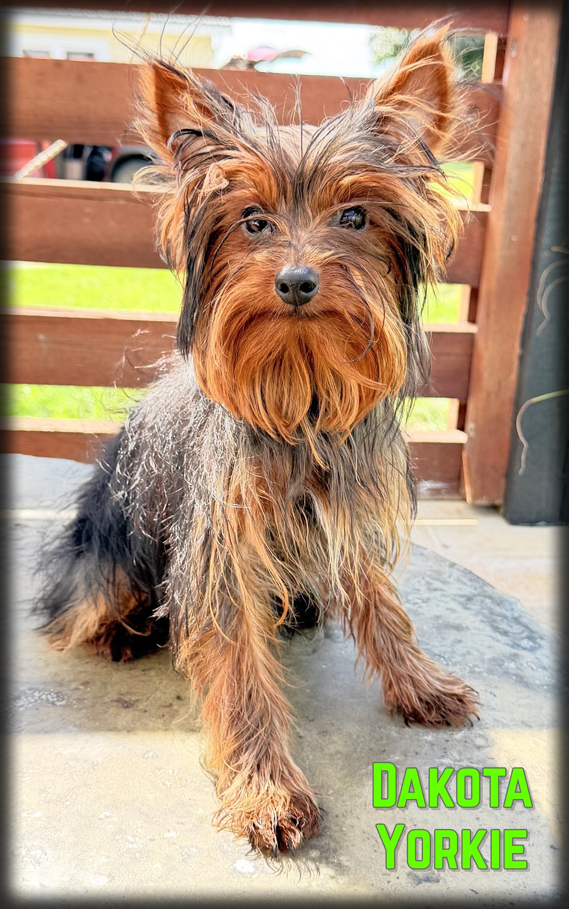 Dakota Male Yorkshire Terrier image 1