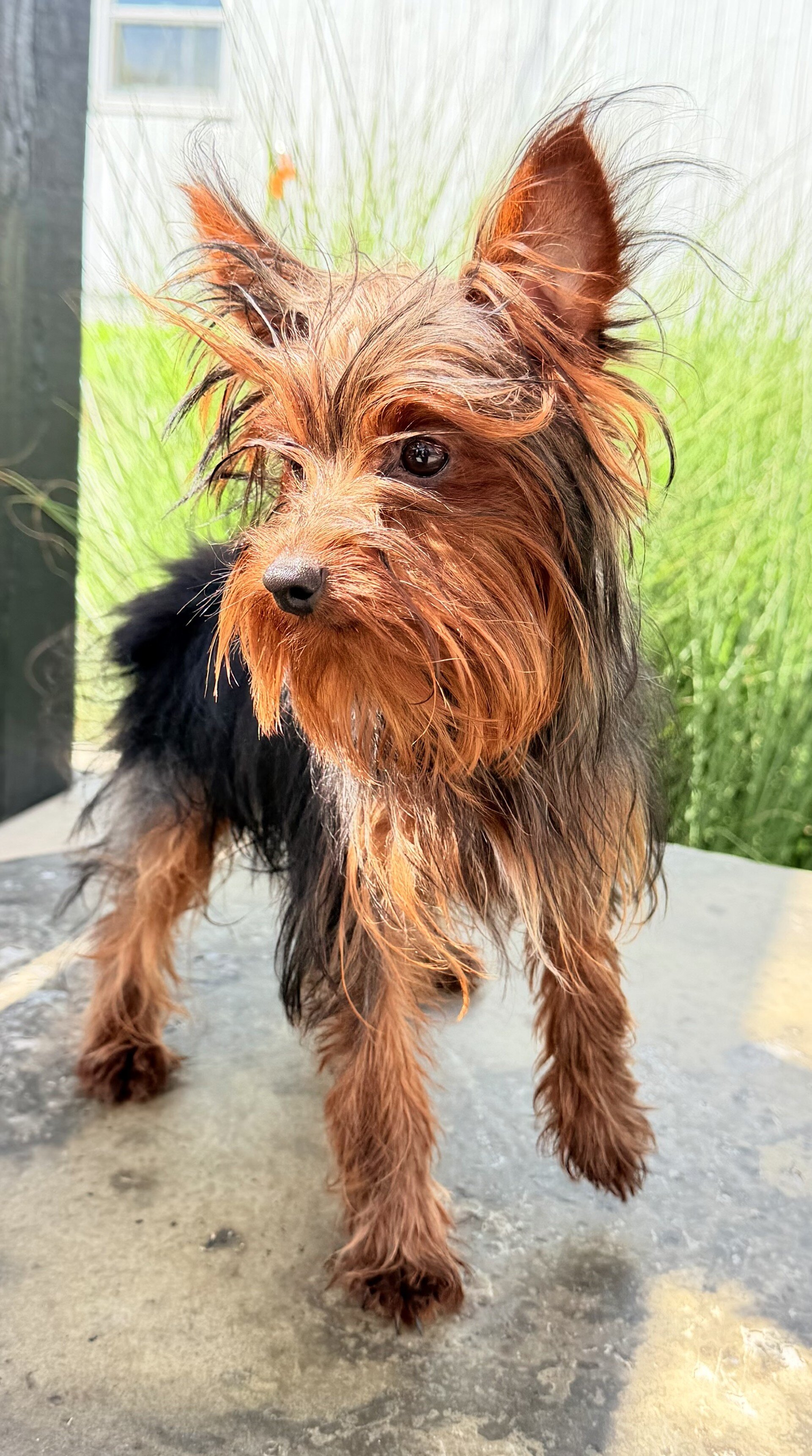 Dakota Male Yorkshire Terrier image 4