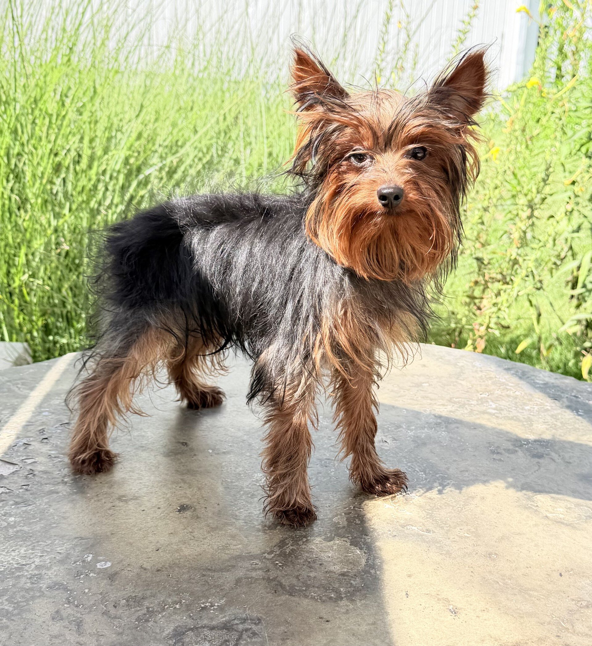Dakota Male Yorkshire Terrier image 5