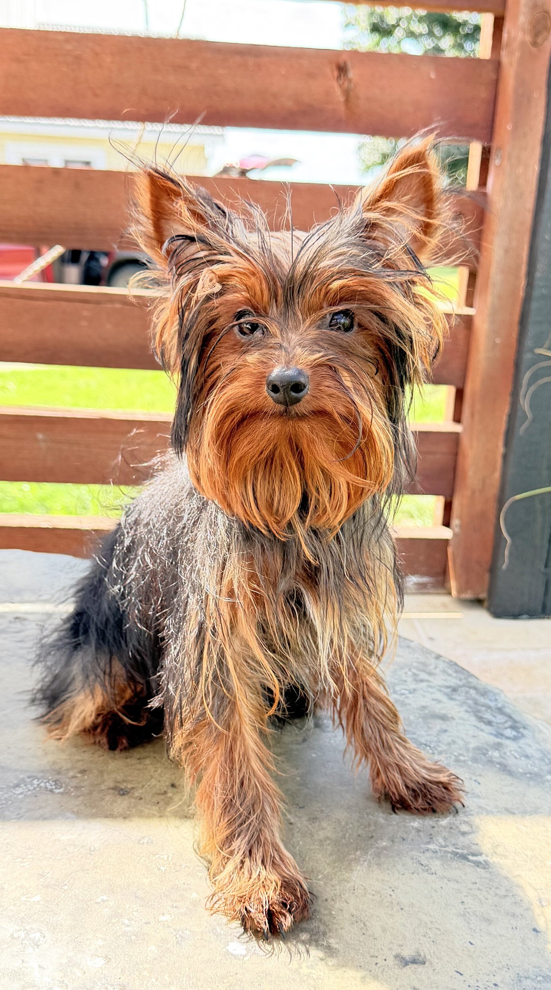 Dakota Male Yorkshire Terrier image 3